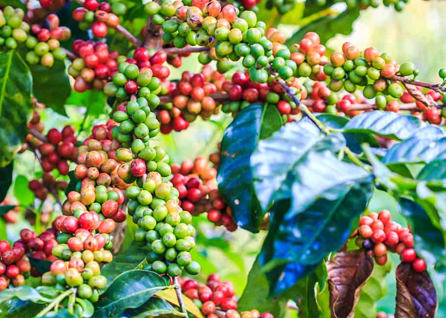 What is Arabica Coffee? Arabica vs. Robusta: 11 Tasty ...