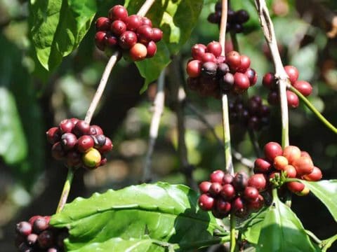 Robusta coffee plants with fruit