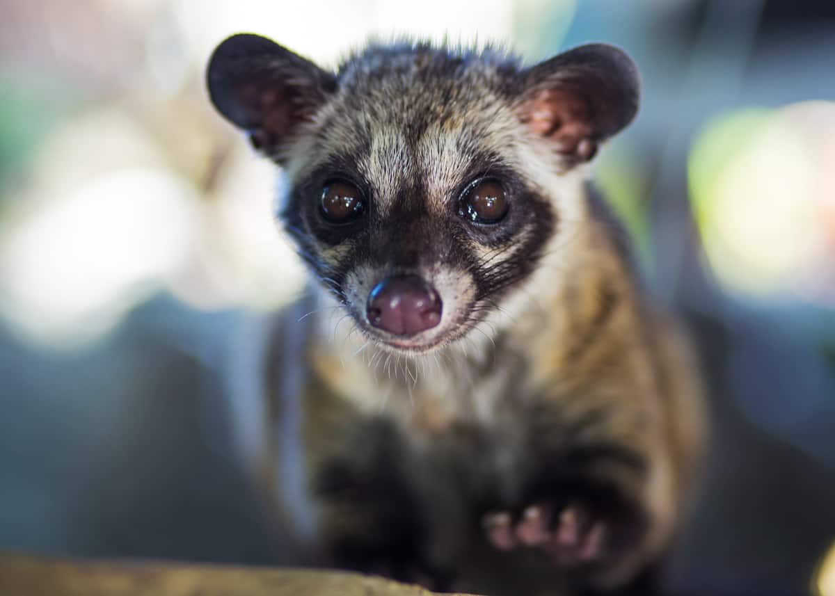 Civet Coffee: All About Kopi Luwak Coffee (and the cat that poops it out) |  EnjoyJava