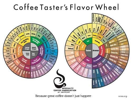coffee tasters flavor wheel sca