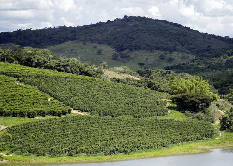 brazilian coffee plantation