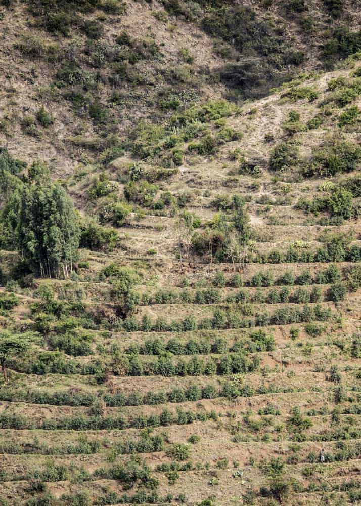 ethiopian coffee plantation