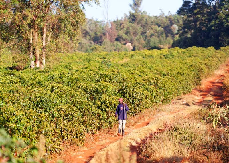 kenya coffee plantation